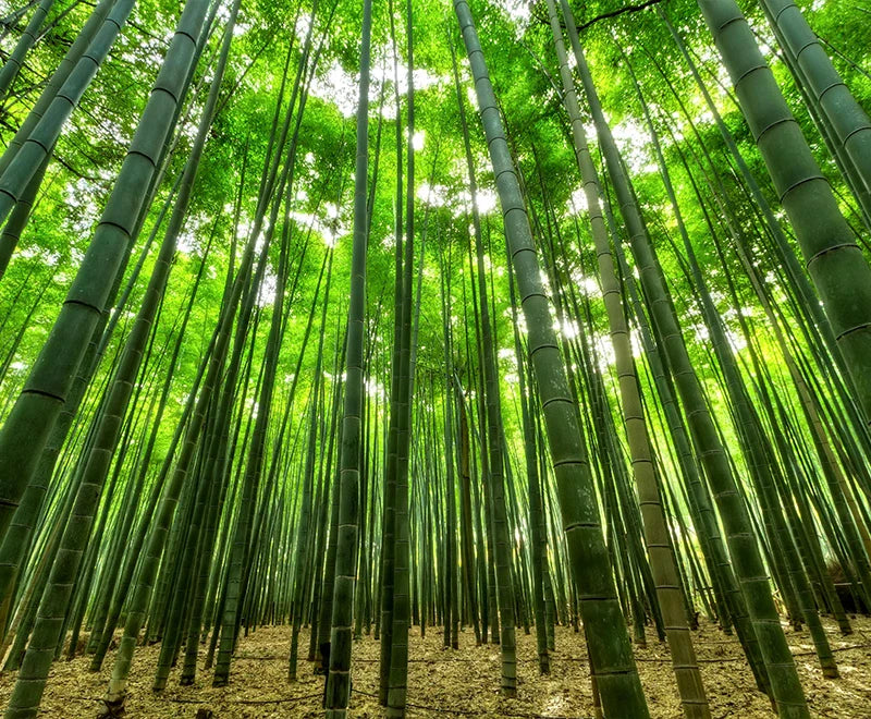 Bamboo Fabric Underwear – The Perfect Choice for Comfort and Sustainability with REDDY