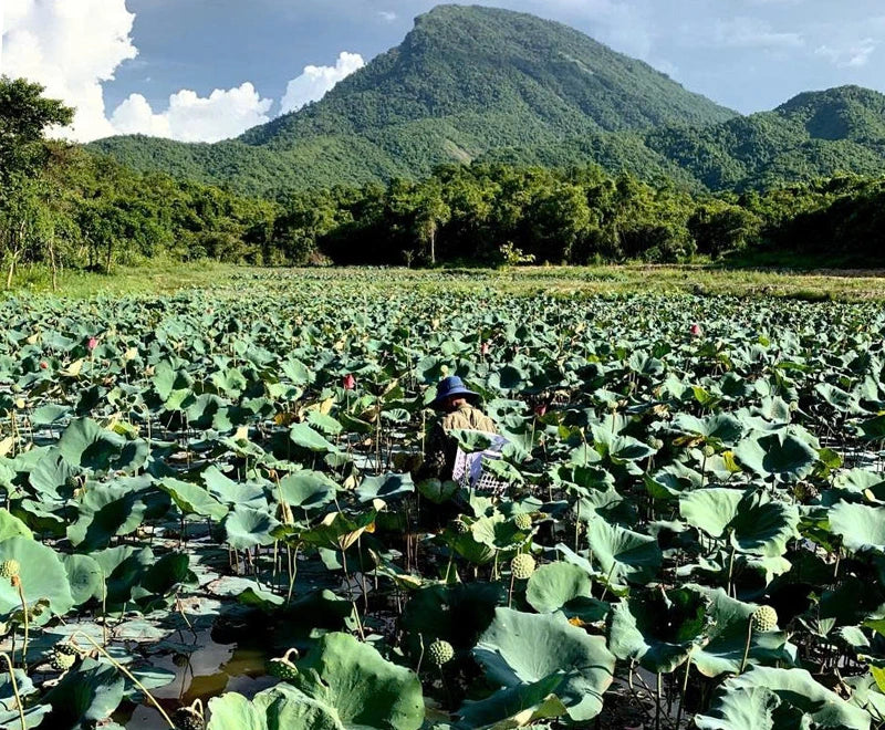 Embrace Elegance and Sustainability with REDDY’s Lotus Underwear